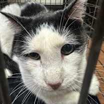 Thumbnail photo of Bold (Bengal*) #2