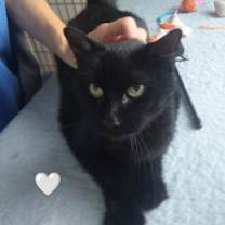 Thumbnail photo of Snickers #1