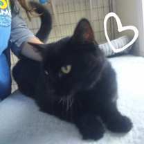 Thumbnail photo of Snickers #3