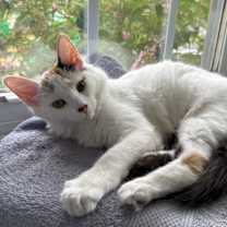 Thumbnail photo of Jordan #4