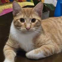 Thumbnail photo of Broccoli #2