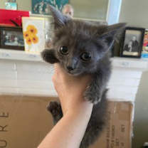 Thumbnail photo of Wolfe #2