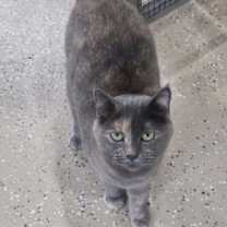 Thumbnail photo of Kitty Hawk #1