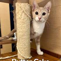 Thumbnail photo of Butter Cake #2