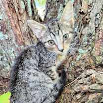 Thumbnail photo of Milo #2