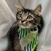 Thumbnail photo of PIERRE #1