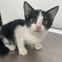 Thumbnail photo of POLKA DOT #2