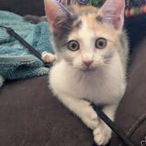 Thumbnail photo of Maya #1