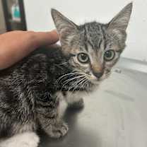 Thumbnail photo of CHEVRON #2