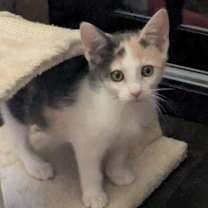 Thumbnail photo of Maya #2