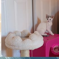 Thumbnail photo of Isla #3