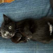 Thumbnail photo of Nissan #4