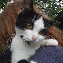 Thumbnail photo of Starlink #1