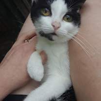 Thumbnail photo of Starlink #2