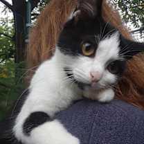 Thumbnail photo of Starlink #4