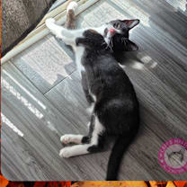 Thumbnail photo of Kira #3