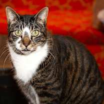 Thumbnail photo of Northstar #1