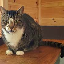 Thumbnail photo of Northstar #3