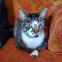 Thumbnail photo of Northstar #4