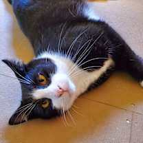 Thumbnail photo of Enzo #2