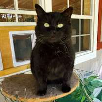 Thumbnail photo of Bronx #3