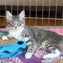 Thumbnail photo of Walden #1