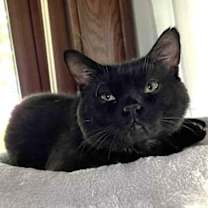 Thumbnail photo of Scooter #1