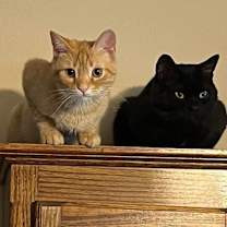 Thumbnail photo of Scooter #3