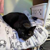 Thumbnail photo of Scooter #4