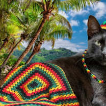 Thumbnail photo of Ziggy #2