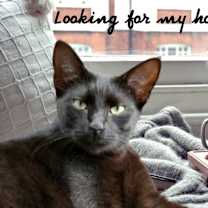 Thumbnail photo of Ziggy #3