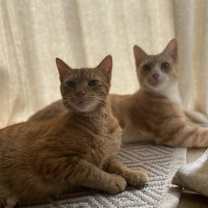 Thumbnail photo of Carl #3