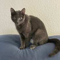 Thumbnail photo of MISTY #1