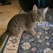 Thumbnail photo of Jimmie (bonded w/ Francis) #3