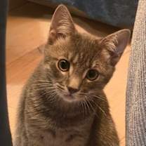 Thumbnail photo of Francis (bonded w/ Jimmie) #2