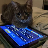 Thumbnail photo of Francis (bonded w/ Jimmie) #4