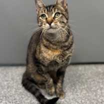 Thumbnail photo of Penny #1