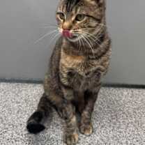 Thumbnail photo of Penny #2