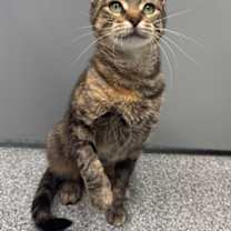 Thumbnail photo of Penny #3