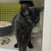 Thumbnail photo of Chicago 0516 #3