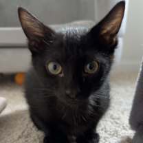 adopt-pet