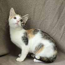 adopt-pet