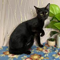 Thumbnail photo of Chesty #2