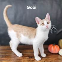 Thumbnail photo of Gobi #3