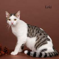 Thumbnail photo of Loki #1