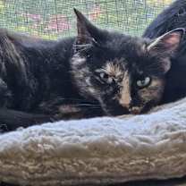 Thumbnail photo of Miss Marbles #1