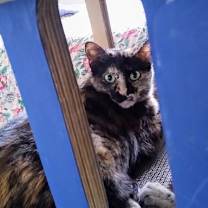 Thumbnail photo of Miss Marbles #2