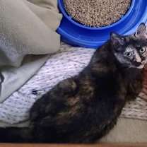 Thumbnail photo of Miss Marbles #3