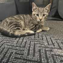 Thumbnail photo of Branzino #1