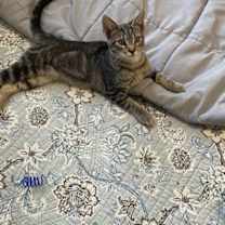 Thumbnail photo of Branzino #3